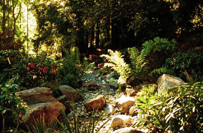 redwood riparian garden